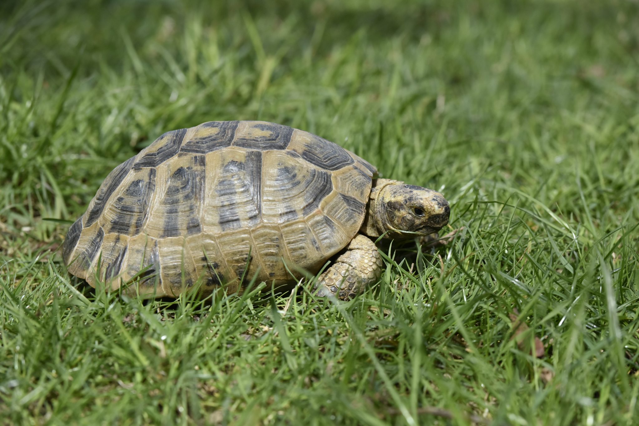 TORTUE GRECQUE - MUZOO