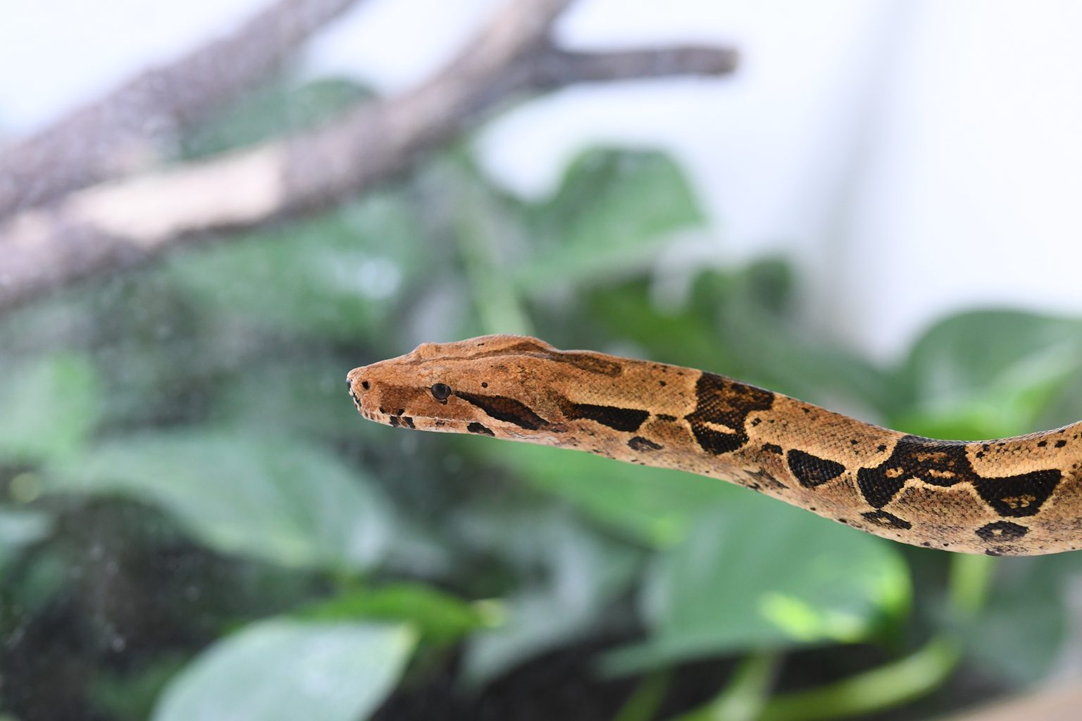 BOA CONSTRICTEUR - MUZOO