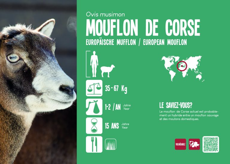 MOUFLON DE CORSE MUZOO — free download
