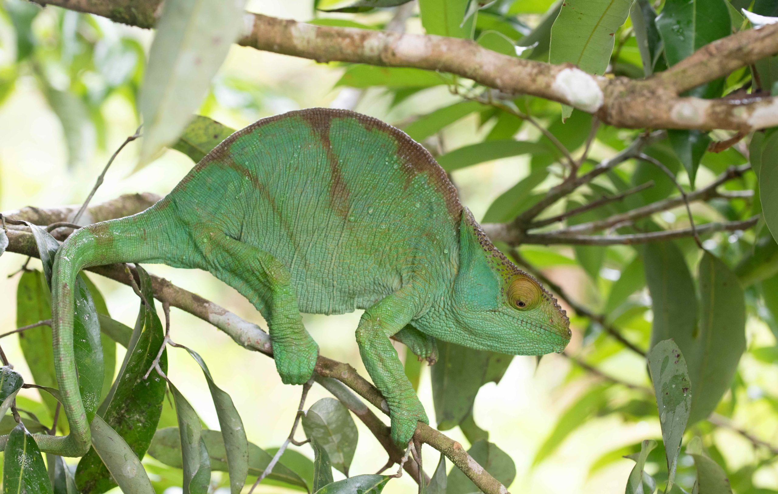 Caméléon de Parson. Photo Lucas Orsini