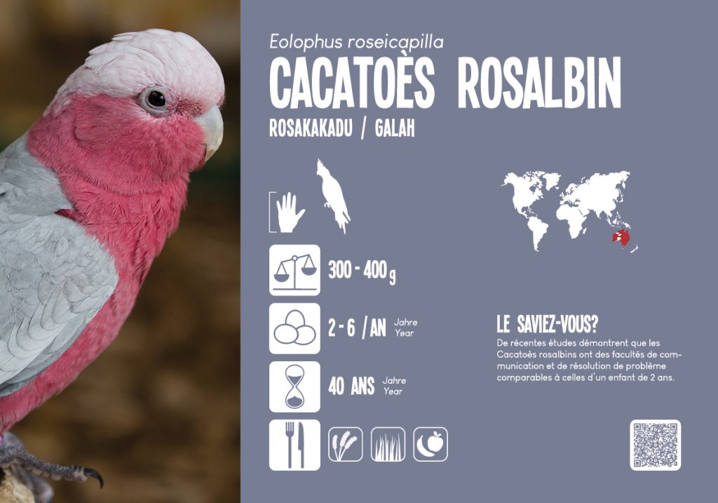 Cacatoes_Rosalbin